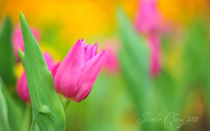 1901311_tulips03_jenniferkecl_ncnd_1 (700x437, 154Kb)