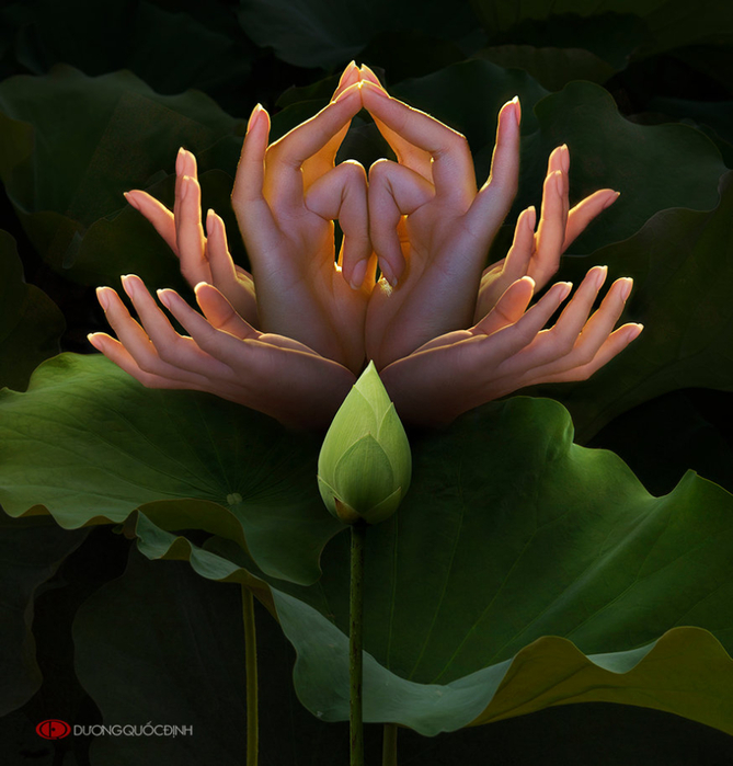 lotus_by_duongquocdinh-d7z9hjg (669x700, 386Kb)