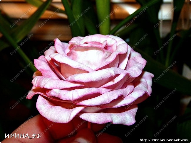 Очень красивые розы из фоамирана. Мастер-класс (1) (650x488, 172Kb)
