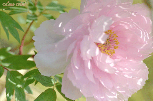 чудо-цветок (520x344, 1174Kb)