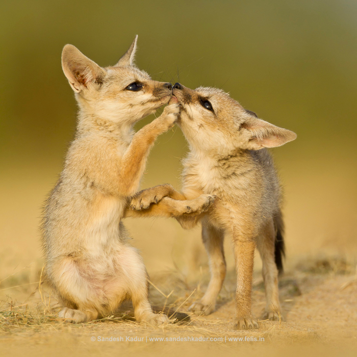 SandeshKadur_Fox-pups_Animal-Antics1 (700x700, 478Kb)