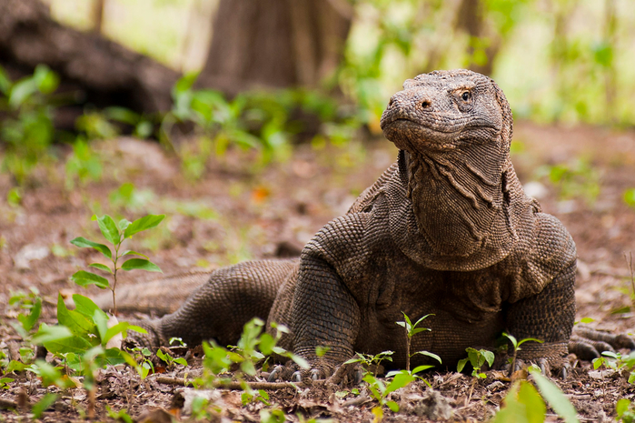 5-1-031-Komodo-island (700x465, 451Kb)