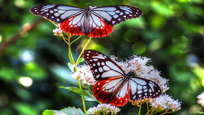 красивые бабочки16 (700x393, 331Kb)