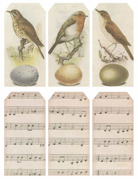 Tags ~ birds & music ~ lilac-n-lavender (541x700, 344Kb)