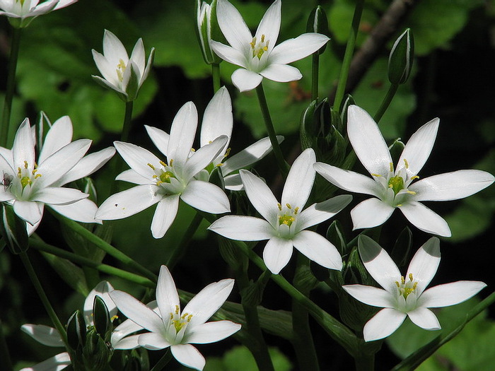 Цветы Белые Мелкие Фото