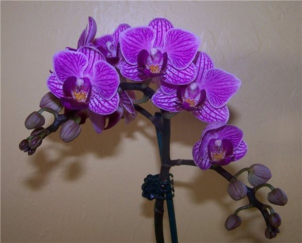 Как размножить орхидею 121552217_getImage__1_