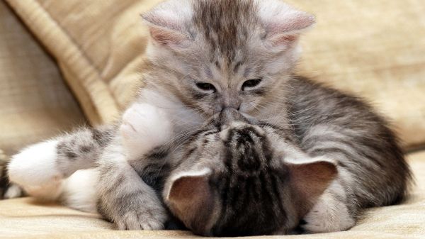 1428312779_1 (600x337, 36Kb)