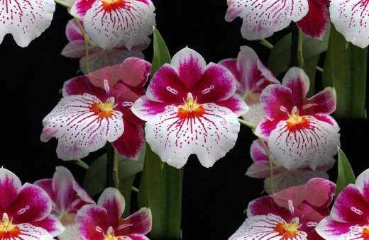орхидеи-6