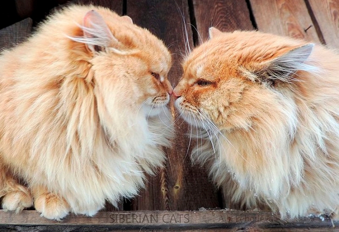 Siberian-Cats_photo-Alla-Lebedeva41 (700x480, 266Kb)