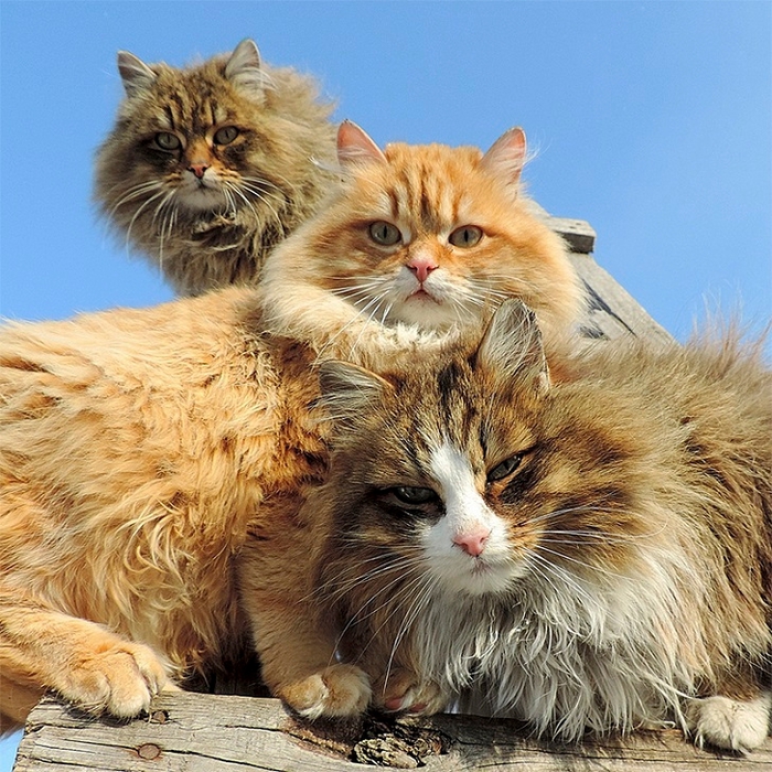 Siberian-Cats_photo-Alla-Lebedeva21 (700x700, 429Kb)