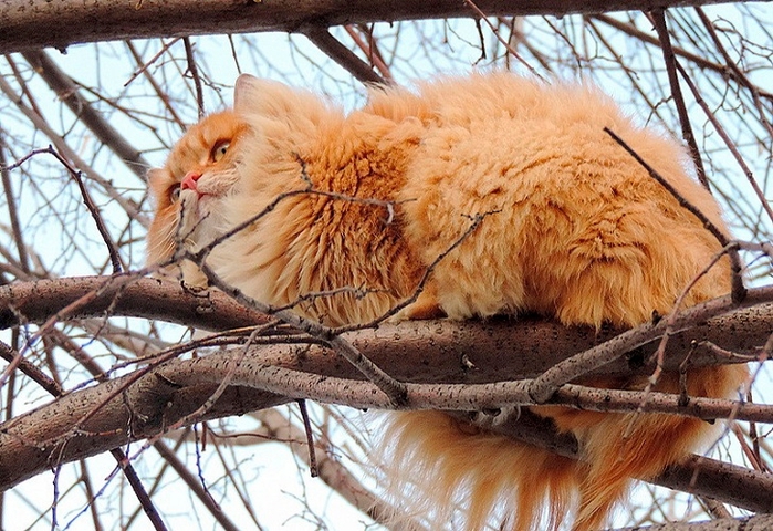 Siberian-Cats_photo-Alla-Lebedeva81 (700x480, 330Kb)