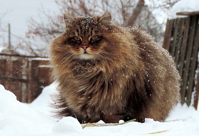 Siberian-Cats_photo-Alla-Lebedeva101 (700x480, 281Kb)