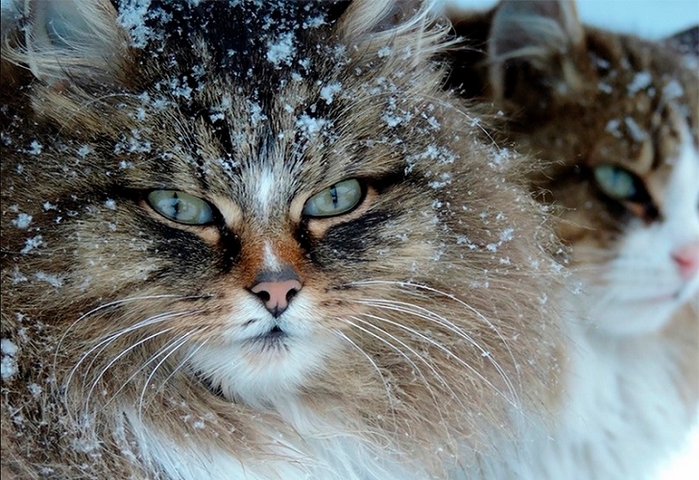 Siberian-Cats_photo-Alla-Lebedeva121 (700x480, 293Kb)