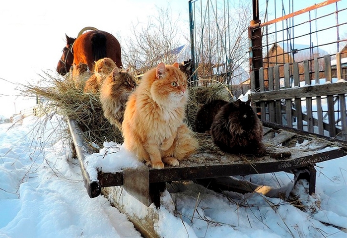 Siberian-Cats_photo-Alla-Lebedeva141 (700x480, 291Kb)