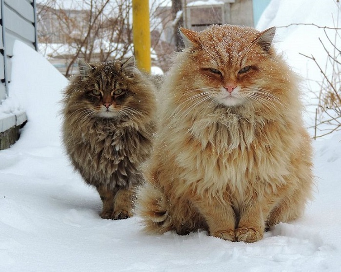 Siberian-Cats_photo-Alla-Lebedeva71 (700x557, 138Kb)