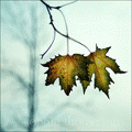  (120x120, 9Kb)