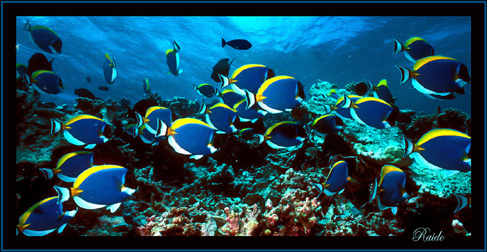 (700x363, 118Kb)