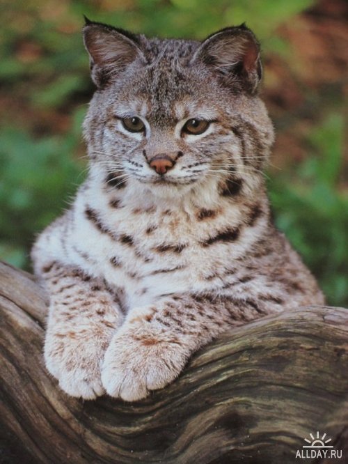 http://img1.liveinternet.ru/images/attach/c/0/36/450/36450962_1207670006_cute_lynx_by_kirikakitty.jpg