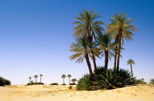 Оазисы – это чудо природы посреди безжизненной пустыни!