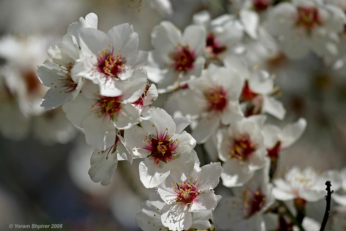 Весенние цветы фотографа Yoram Shpirer