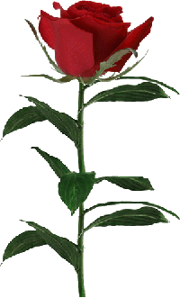 roze (200x331, 18Kb)