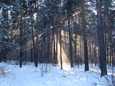 уральский лес