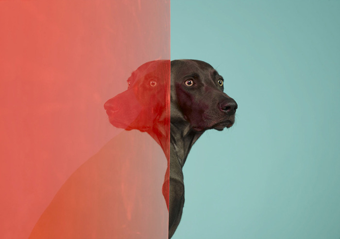 William Wegman