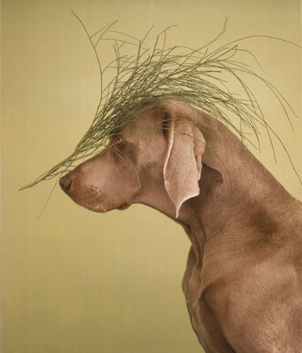 William Wegman