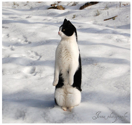  кот пингвин