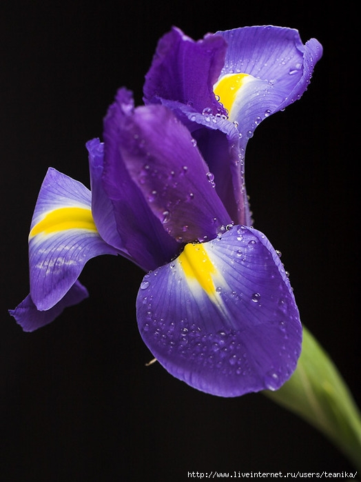 Blue iris mature