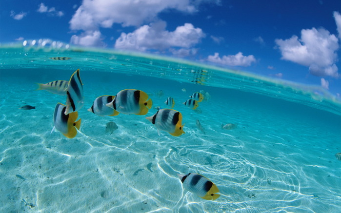 Poissons Gifs TUBES poissons-gifs-tubes