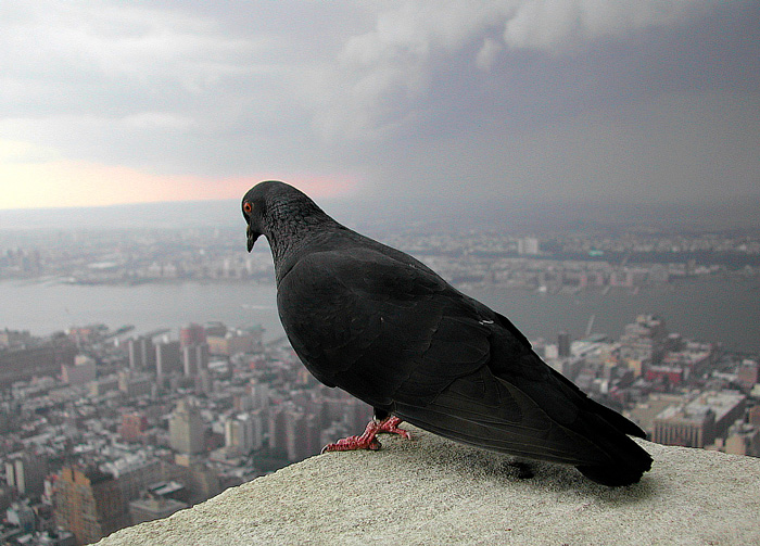 Нью-Йорк, фото Нью-Йорк, Нью-Йорк с высоты птичьего полета, http://bestgay.spb.ru