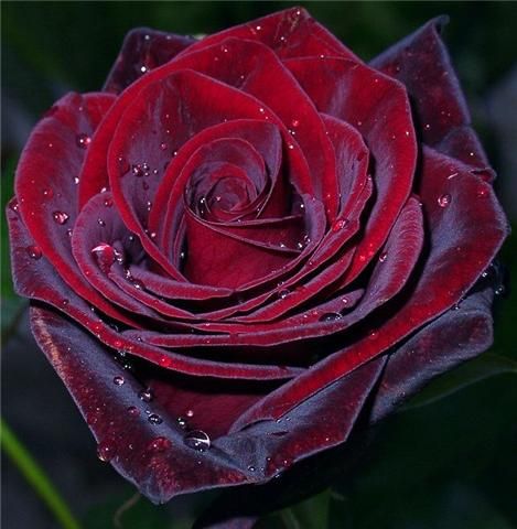 rosa vermelha (469x480, 39Kb)