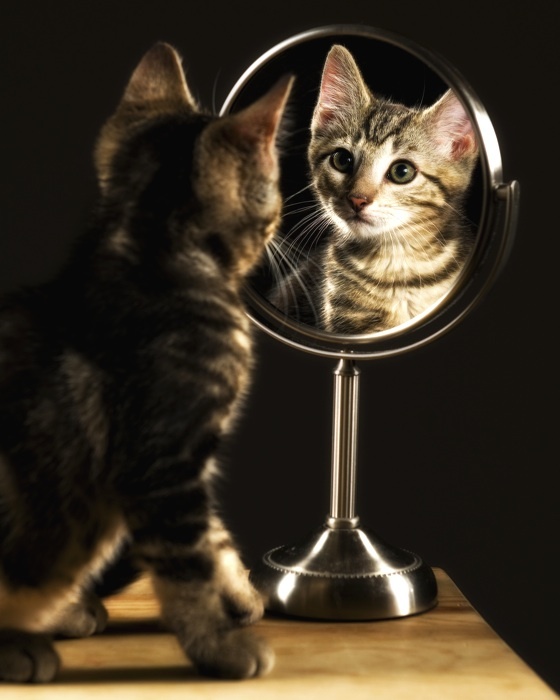 кот и зеркало