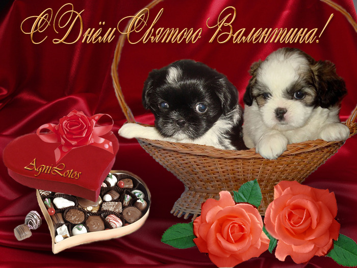 C Днем влюбленных!!! Красивые открытки с собаками. 