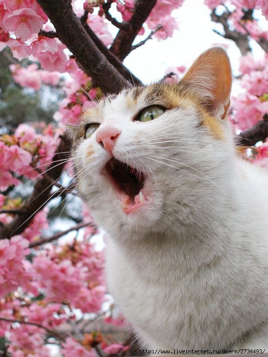 Весенний сонет влюбленного кота!!! (523x698, 88Kb)