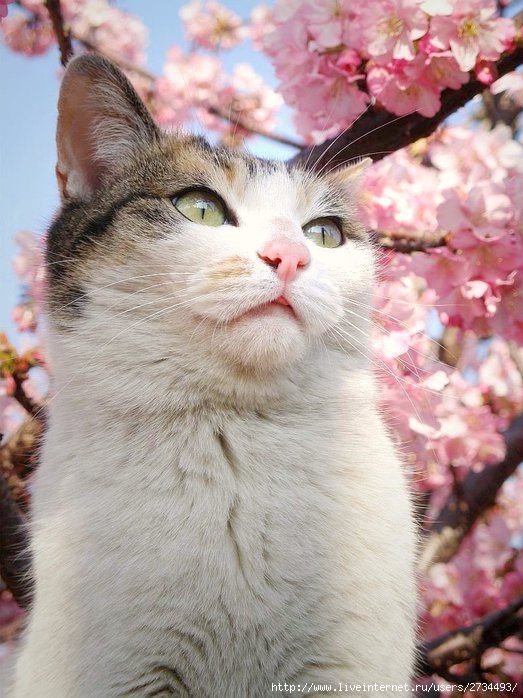 Весенний сонет влюбленного кота!!! (523x698, 86Kb)