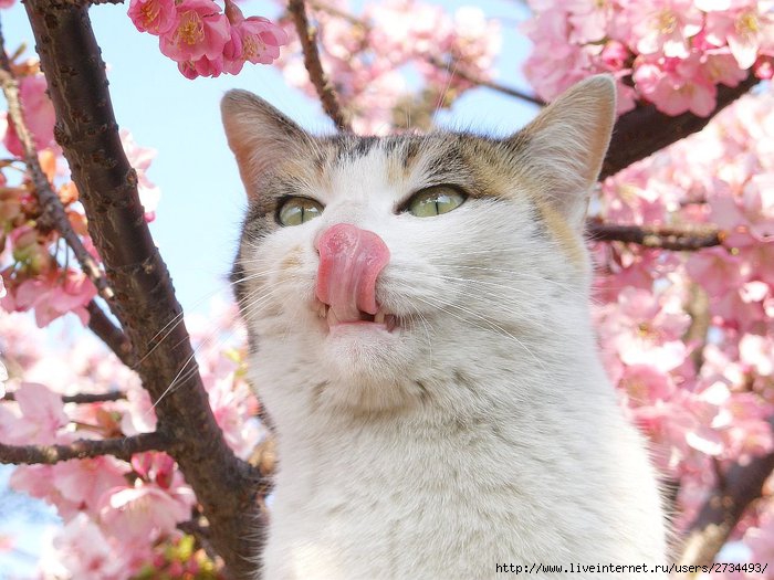 Весенний сонет влюбленного кота!!! (700x525, 84Kb)