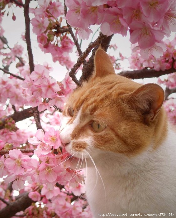 Весенний сонет влюбленного кота!!! (565x699, 86Kb)