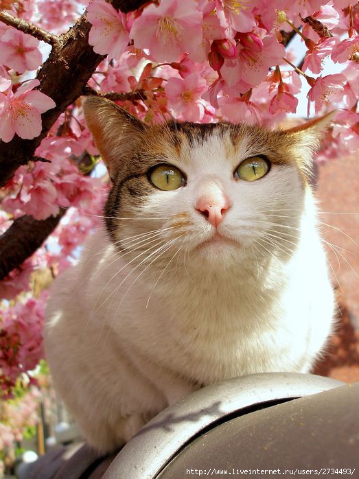 Весенний сонет влюбленного кота!!! (523x698, 74Kb)