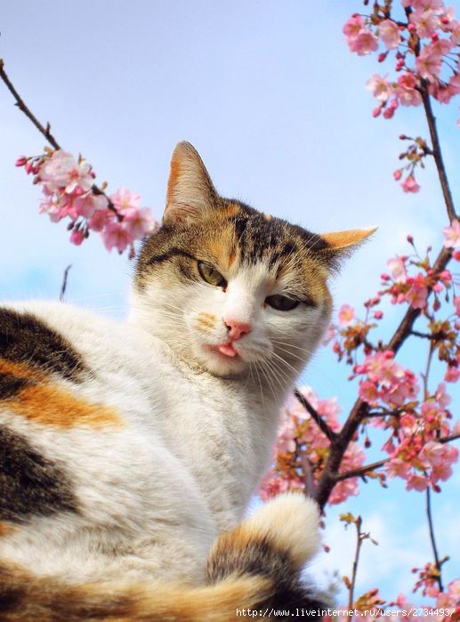 Весенний сонет влюбленного кота!!! (517x699, 63Kb)