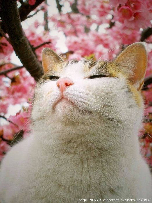 Весенний сонет влюбленного кота!!! (523x698, 68Kb)