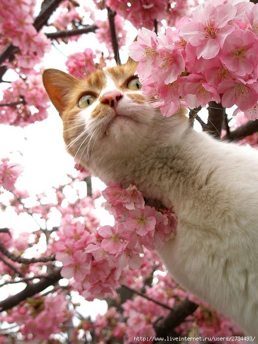 Весенний сонет влюбленного кота!!! (523x698, 84Kb)