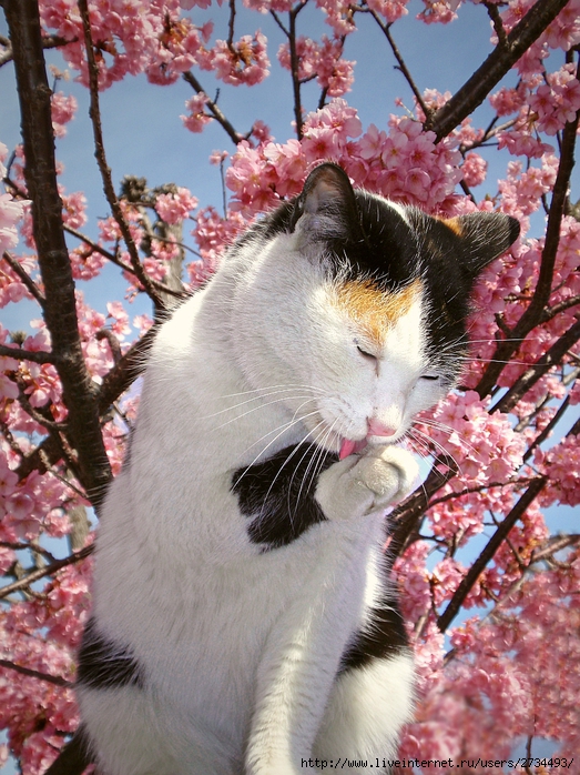 Весенний сонет влюбленного кота!!! (523x698, 348Kb)