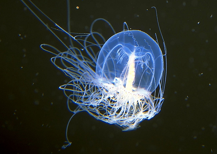 Медуза Turritopsis nutricula