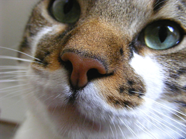 Фото котик с зелёными глазами со светло-коричневым носиком полосатая морда белые отметины белые усы короткошёрстный кошка