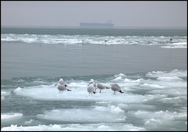 Чёрное море зима 2010