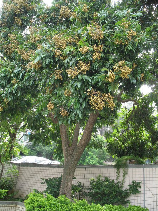 56892127_1269447735_longan_tree.jpg