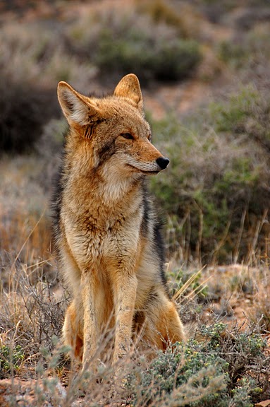 Национальный парк Долина Смерти | Death Valley National Park 73363