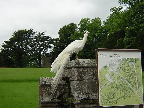 Замок Скоун (Scone Palace) 17936